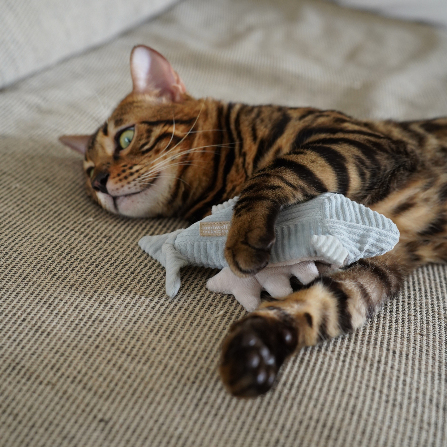 Kitty Forelle